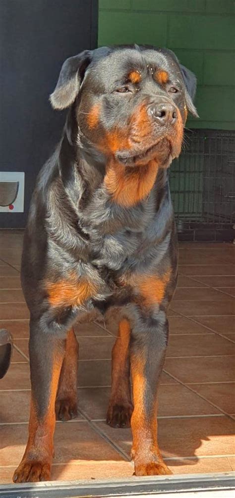 rottweiler marktplaats